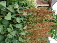 Щавель альпийский – Rumex alpinus L.