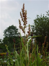 Щавель водный – Rumex hydrolapathum Huds.