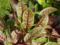 Щавель кроваво-красный – Rumex sanguineus L.