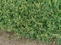 Щавель мелкощитовидный – Rumex scutatus L. (1)