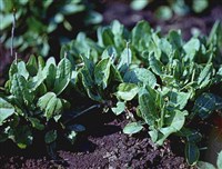 Щавель обыкновенный (кислый)