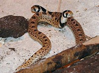 Щитковая кобра