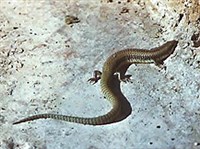 Щитковый сцинк (Eumeces taeniolatus)