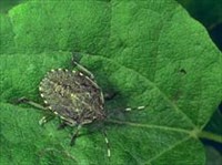 Щитники (личинка)