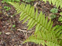 Щитовник горный – Dryopteris oreades Fomin.