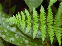 Щитовник картезианский, шартрский, игольчатый – Dryopteris carthusiana (Vill.) H.P.Fuchs.