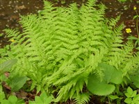 Щитовник мужской – Dryopteris filix-mas (L.) Schott.
