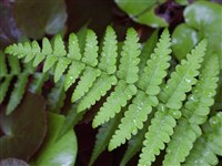 Щитовник окаймленный – Dryopteris marginalis (L.) Gray