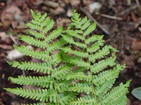 Щитовник толстокорневищный – Dryopteris crassirhizoma Nakai