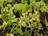 Щитолистник зонтичный – Hydrocotyle umbellata L.