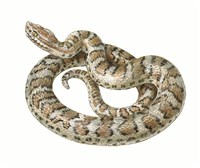 Щитомордник (рисунок)