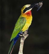 Щурки (белолобая щурка)