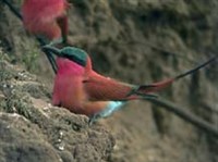 Щурки (красная щурка)