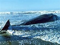 ЭКОЛОГИЯ (мертвый кит)