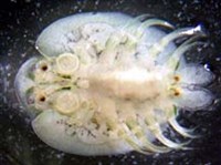 ЭКТОПАРАЗИТЫ