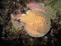 ЭЛЕКТРИЧЕСКИЕ СКАТЫ (Мраморный скат)