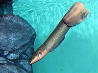 ЭЛЕКТРИЧЕСКИЙ УГОРЬ