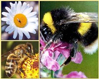 ЭНТОМОФИЛИЯ