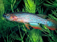 ЭПИПЛЯТИСЫ (эпиплятис Ламотта)