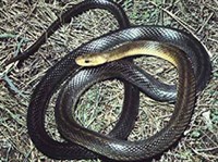 ЭСКУЛАПОВА ЗМЕЯ