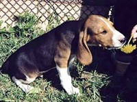 ЭСТОНСКАЯ ГОНЧАЯ (щенок)