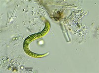 Эвглена (Эвглена)