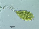 Эвгленовые (Зелёный жгутиконосец)