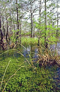 Эверглейдс (болотистая местность)