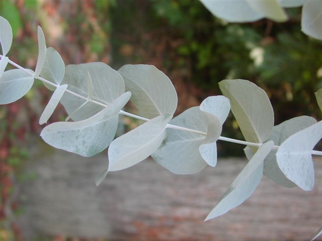 Эвкалипт пепельный. Eucalyptus cinerea f. Muell. Ex Benth.. Листья эвкалипт Цинерея. Листья эвкалипта пепельного.