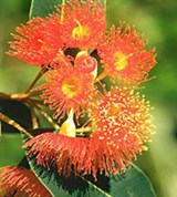 Эвкалипт (красные цветки)