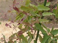 Эвкалипт цитрусовый – Eucaliptus citriodora Hook.