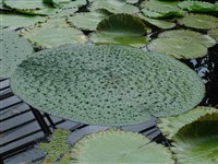 Эвриала устрашающая – Euryale ferox Salisb.