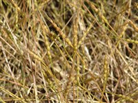 Эгилопс вздутый – Aegilops ventricosa Tausch.