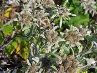 Эдельвейс стрейча – Leontopodium stracheyi (Hook.) C.B.Clarke.