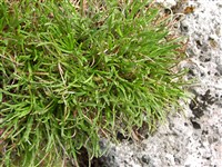 Эдрайантус тонколистный – Edraianthus tenuifolius (Waldst.et Kit.) A.DC.