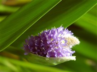 Эйхорния небесно-голубая – Eichhornia azurea (Sw.) Kunth.