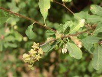 Экзохорда Королькова, Альберта – Exohorda korolkowii Lav.