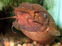 Электрический сом