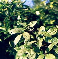 Элеутерококк