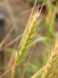 Элимус виргинский – Elymus virginicus L.