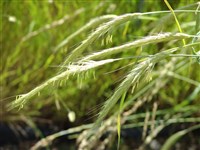Элимус канадский – Elymus canadensis L.