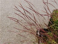 Элимус собачий – Elymus caninus L.