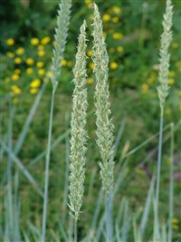 Элимус шероховатостебельный, пырей бескорневищный – Elymus trachycaulus Gould.et Shinners.