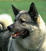 Элкхаунд (шведский)