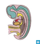 Эмбриогенез (анимация)