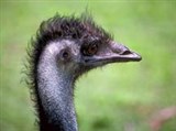 Эму (голова)