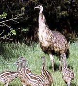 Эму (с птенцами)