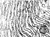 Эндоплазматическая сеть