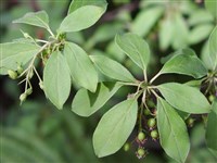 Энкиантус колокольчатый – Enkianthus campanulatus (Miq.) Nichols.