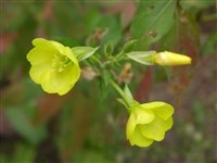 Энотера Друммонда – Oenothera drummondii Hook.